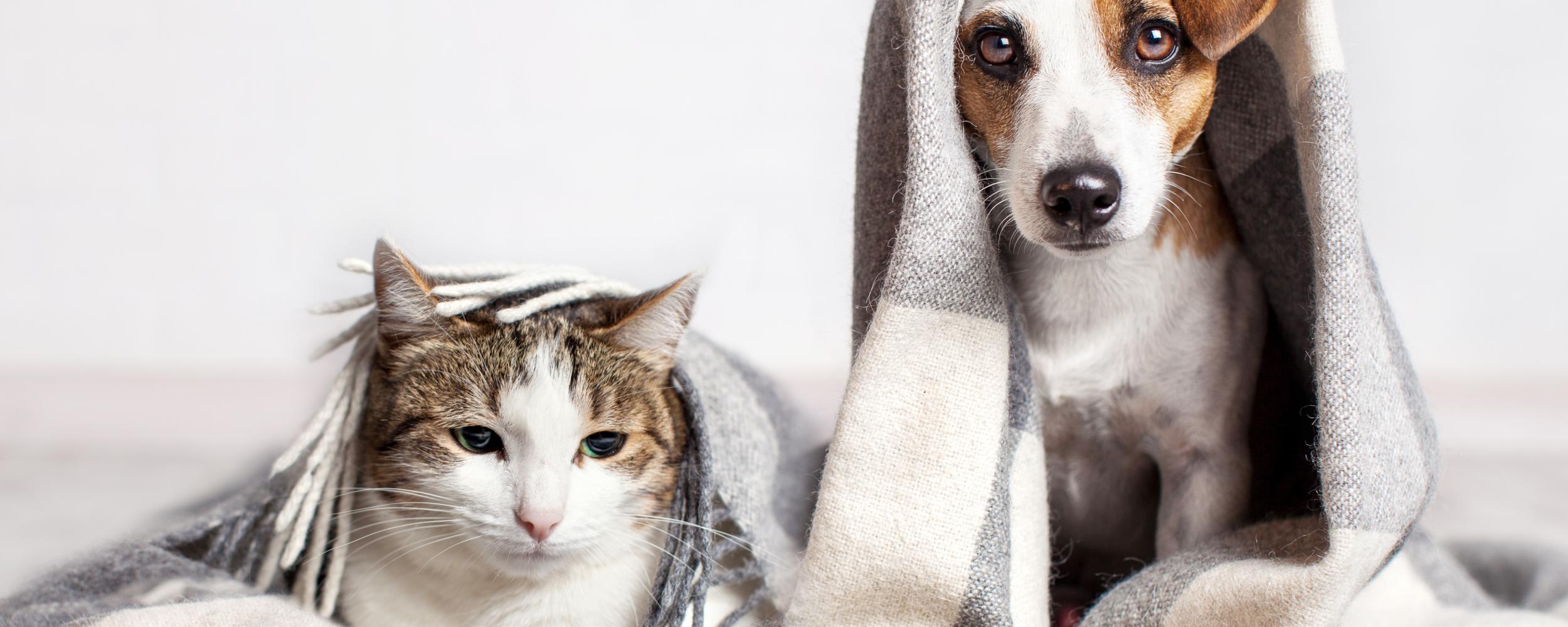  Se ami il tuo animale domestico, assicura il suo benessere